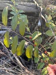 Image result for Grewia forbesii