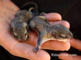 Flying Squirrel Removal Control North Georgia Baby Flying Squirrel Baby Squirrel Flying Squirrel
