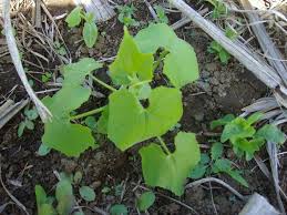 Image result for Sicyos