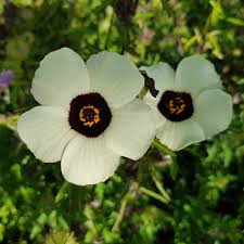 Image result for Hibiscus diversifolius