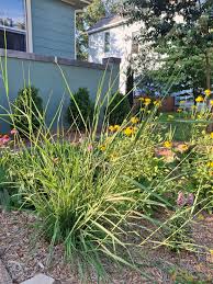 Image result for Sorghastrum stipoides