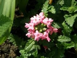 Es konnen verschiedene pflanzen als rasenersatz zur begrunung von flachen gepflanzt werden. Rasen Ade Die Verbene Ist In