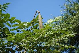 Image result for Oroxylum