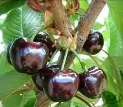 Черная черешня