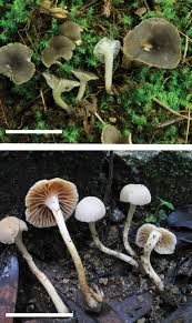 Image result for Polysphaeria harrisii