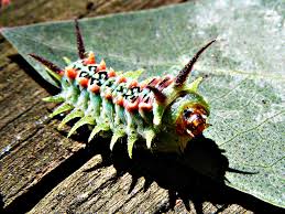 Caterpillars A Look At Nature