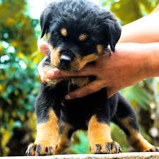 This includes the weight of the rottweiler, their it is not only important to know how much a rottweiler puppy should eat. Rottweiler Puppies Available For Sale In Idukki Kerala