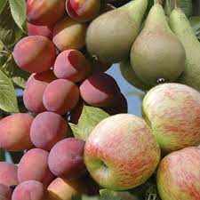 Check spelling or type a new query. Mini Orchard Collection 3 Bare Root Fruit Trees Buy Online In Angola At Angola Desertcart Com Productid 48188600