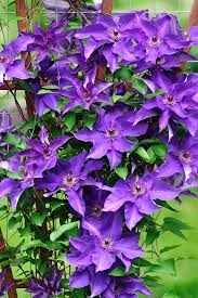 Clematis are vines that come in a stunning variety of colors and bloom ranges. How To Grow Clematis Make Your Vines Pop With Color Gardener S Path