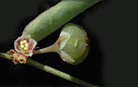 Image result for Phyllanthus pentandrus