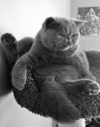 Black And White Persian Cat Short Hair Pin On Persian