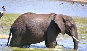 …related to one another than african elephants (genus loxodonta) are to either. African Elephants Key Facts Information Pictures