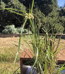 Image result for Cyperus sp. (ex Mariscus sp.no.2)