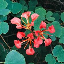 Image result for Bauhinia galpinii