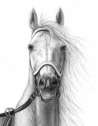 Pin By Khaled Chahed On Sketches Pencil Drawings Of Animals Horse Drawings Horse Art Drawing