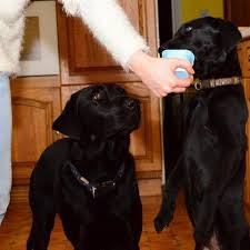 Adding a small spoonful of yogurt to your dog's regular kibble at mealtime can provide digestive benefits and even help your dog stay full longer. Can I Feed Yogurt To My Dog