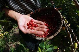 While there are many beautiful, undiscovered areas where you will be able to pitch your. Puerto Rico Coffee Plantations Love 2 Fly