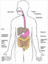 Organ Systems Respiratory And Digestive System Savannah Courter Science Projects