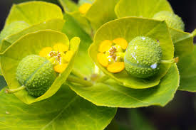 Image result for Euphorbia neopolycnemoides