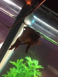 Betta With Very Large Stomach And Air Bubble My Aquarium Club