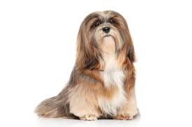 Maybe you would like to learn more about one of these? 20 Of The Most Popular Lhasa Apso Mixes K9 Web