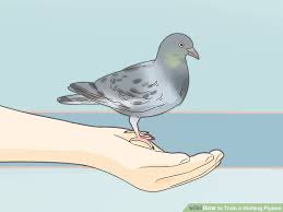 Expert Advice On How To Train A Homing Pigeon Wikihow