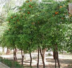 Image result for Citrus × aurantium