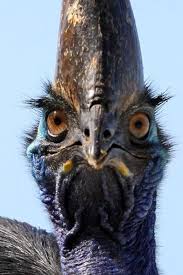 Cannot Fly Birds That Don T Fly Don T Get Too Close To A Southern Cassowary Casuarius Casuarius The World S Largest Forest Bird That Cannot Even Fly Photo By A Animals Birds Funny Birds