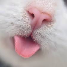 20 Ridiculously Cute Cat Mouths Cats Cute Cats Kittens