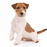 Foxies should not exceed 15 1/2 inches at the withers. Wire Fox Terrier Dog Breed Information