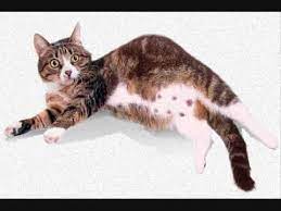 Beberapa perubahan fizikal akan kelihatan pada kucing betina jika dia mengandung. Tahukah Anda Berapa Lama Kucing Hamil Youtube