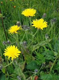 Image result for Bothriocline quercifolia