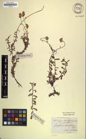 Image result for Helichrysum stenopterum