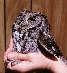 Western Screech Owl Facts Habitat Diet Life Cycle Baby Pictures