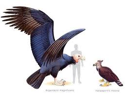 Wingspan largest flying bird ever. The Giant Teratorn Or Argentavis Was One Of The Largest Flying Birds Ever To Exist It Had A Wingspan Of 6 Metres Weighed 72 Kg Naturewasmetal