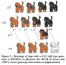The Complexity Of Coat Color The Institute Of Canine Biology