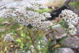 Siankärsämö on luonnon oma mauste, jota ei tarvita suuria määriä. Vaka Vanha Siankarsamo