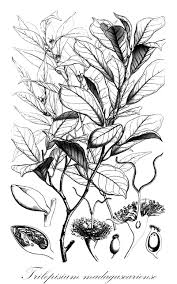 Image result for Trilepisium