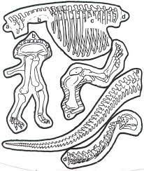 Skeleton coloring pages for preschoolers. Dinosaur Pasta Skeletons Crafts And Worksheets For Preschool Toddler And Kindergarten