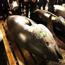 Check spelling or type a new query. Di Dalam Negeri Rp 200 Juta Tuna Ri Bisa Laku Rp 1 Miliar Di Jepang