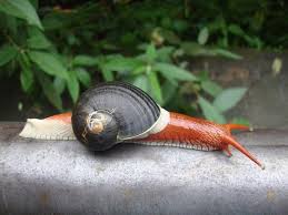 Indrella Ampulla Sea Snail Snail Beautiful Bugs