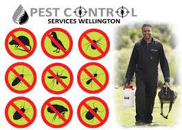 How much does auckland pest control cost? Reasons To Hire An Expert For Pest Control Services By Pest Control Services Wellington Medium