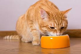 To answer that, let's look at the nutritional profile of cat food. The Best Grain Free Cat Food Of 2021 Pet Life Today