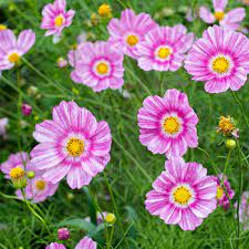 Pin On Annual Cosmos