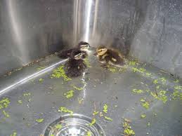 All native duck species are protected and the most common native species found throughout nsw are the pacific black duck and the australian wood duck. Can You Tell The Difference Blandford Nature Center Facebook