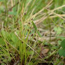 Image result for Isolepis setacea