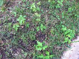 This showy flower comes in endless varieties as there are more than 300 species in the genus. How To Identify Poison Ivy