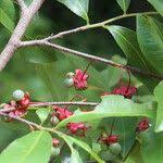 Image result for Ochna afzelii