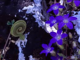 Image result for Cyphia lasiandra