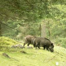 Bachen Mit Frischlingen Wild Boar Piglet Natur Naturdokument Schwein Wildschwein Bache Frischling Boar Wald Grun Nikon Spessart